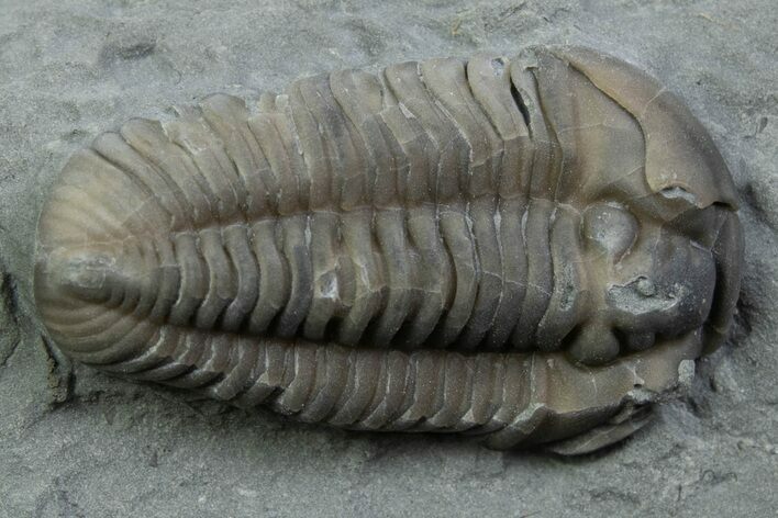 Prone Flexicalymene Trilobite - Mt Orab, Ohio #375247